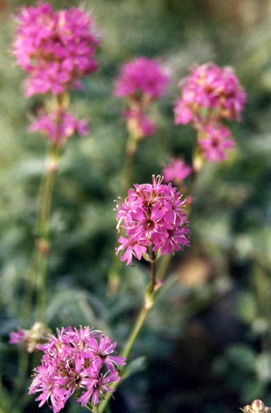 Vicaria alpina en fleurs sur des éboulis stabilisés à haute altitude